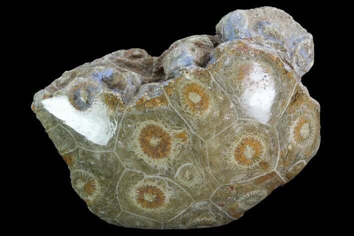Polished Fossil Coral (Actinocyathus) - Morocco #100658